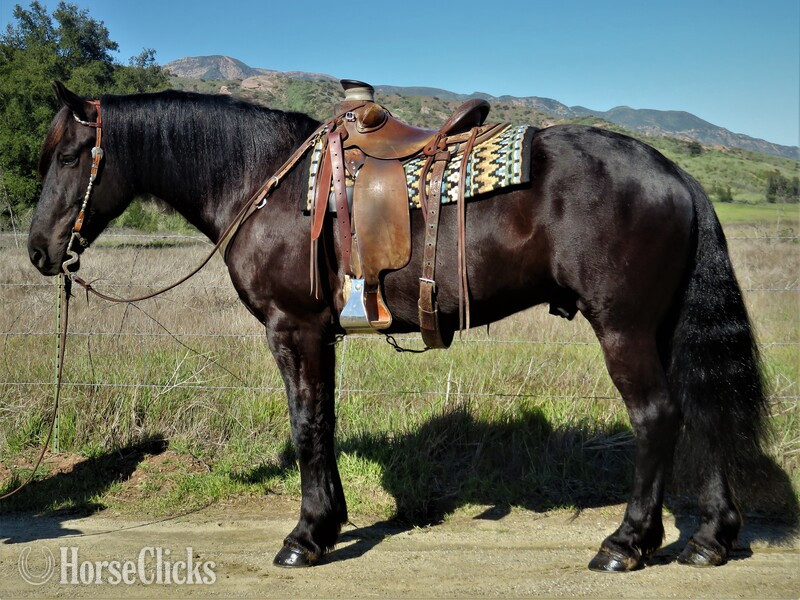 "LK BLACK JACK" Black Gelding Friesian in California