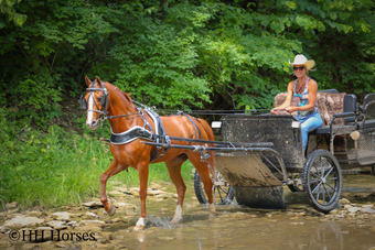 "LITTLE RED FERRARI" Sorrel Gelding Morgan