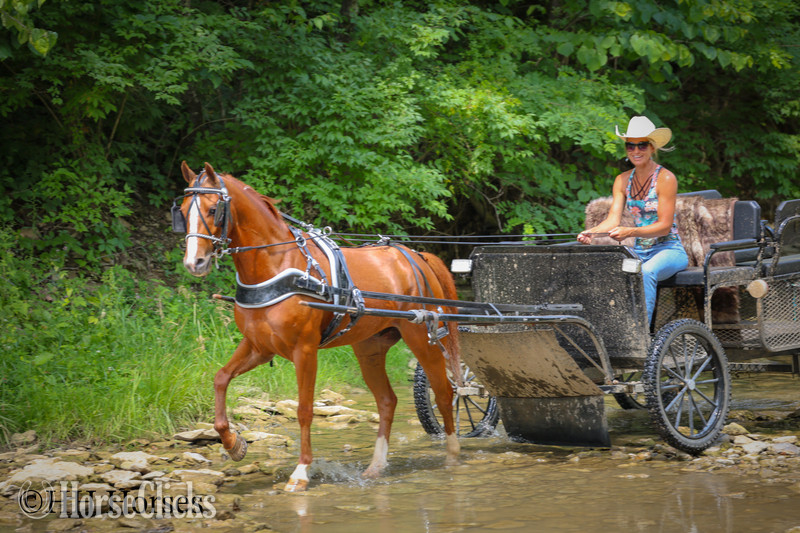 "LITTLE RED FERRARI" Sorrel Gelding Morgan in Kentucky