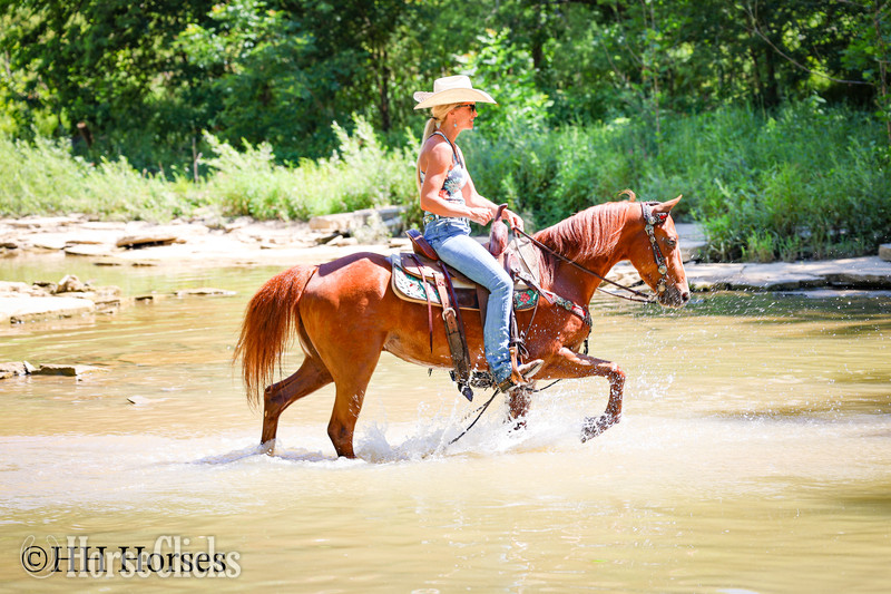 "LITTLE RED FERRARI" Sorrel Gelding Morgan Kentucky