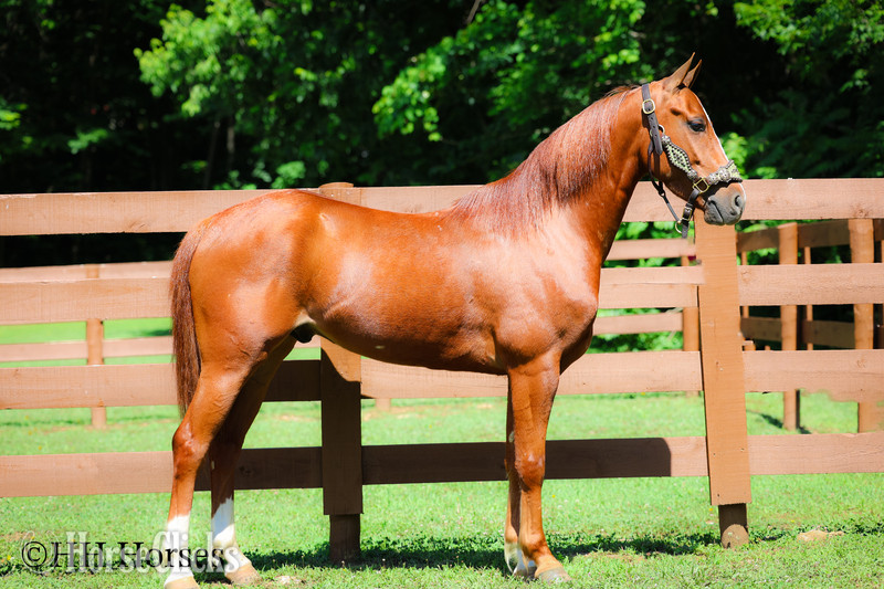 Morgan - "LITTLE RED FERRARI" Sorrel Gelding Morgan in Kentucky
