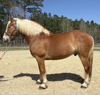 "Max" Sorrel Gelding Draft