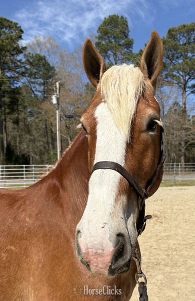 North Carolina "Max" Sorrel Gelding Draft