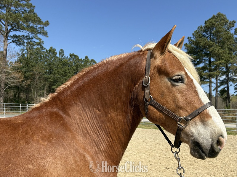 "Max" Sorrel Gelding Draft - Draft in North Carolina