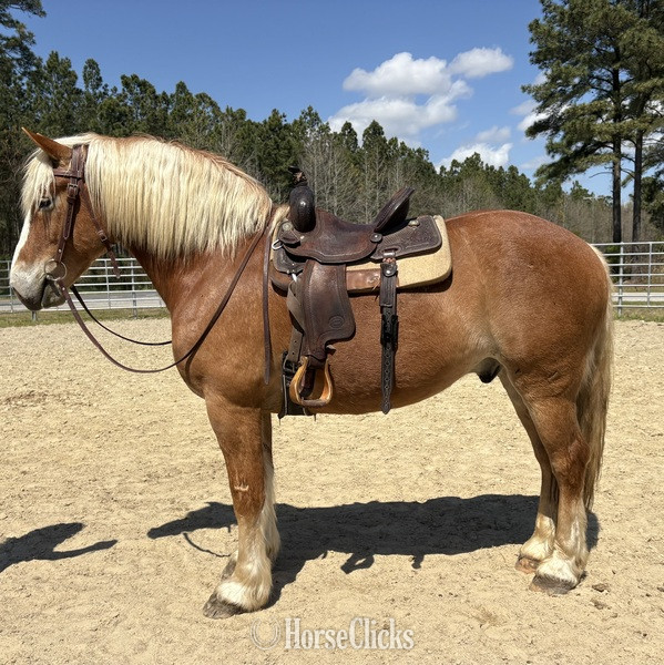 "Max" Sorrel Gelding Draft - Draft