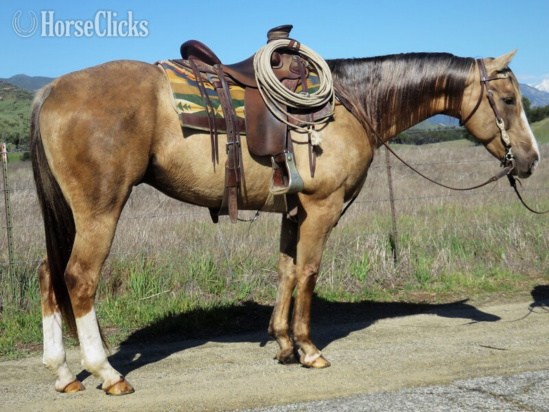 "FAME" Palomino Gelding Quarter Horse in California