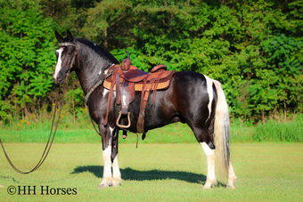 "MIDNIGHT CRUISER" Black Gelding Paint
