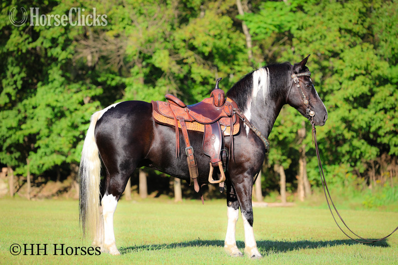"MIDNIGHT CRUISER" Black Gelding Paint