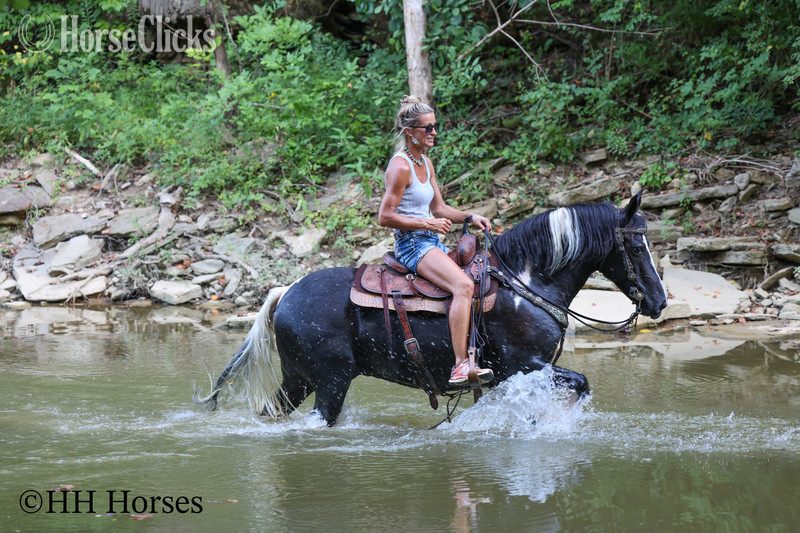"MIDNIGHT CRUISER" Black Gelding Paint - Paint in Kentucky