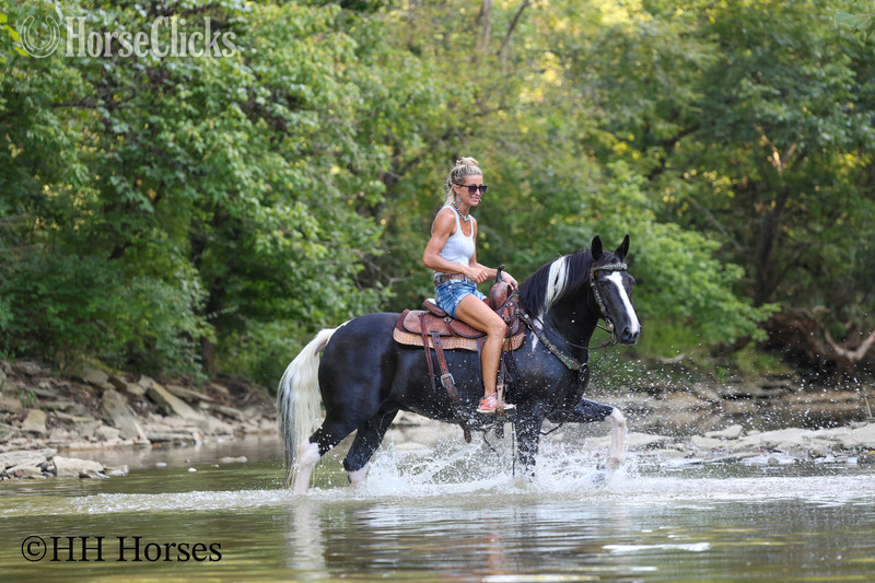 "MIDNIGHT CRUISER" Black Gelding Paint - Paint
