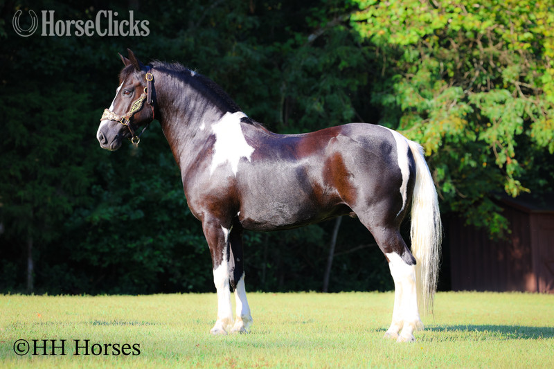 "MIDNIGHT CRUISER" Black Gelding Paint Kentucky