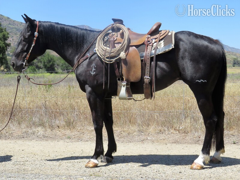 "WB MISS GRAGGO BAR" Black Mare Quarter Horse in California