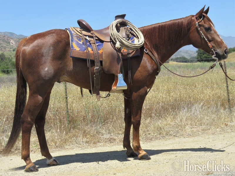 "CATALYZER" Chestnut Gelding Quarter Horse in California