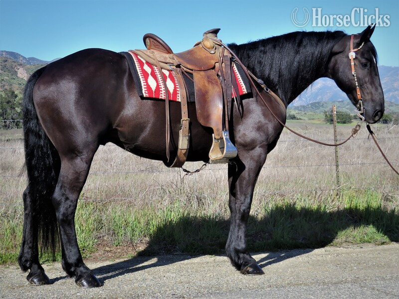 "SANTANA" Black Gelding Friesian in California