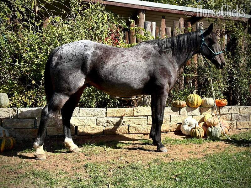 "Steel" Blue Roan Gelding Quarter Horse in Texas