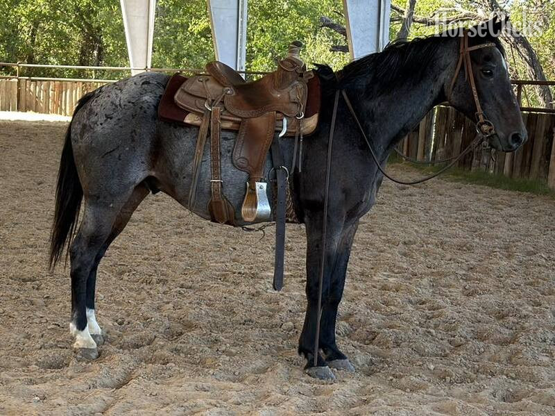 Texas "Steel" Blue Roan Gelding Quarter Horse