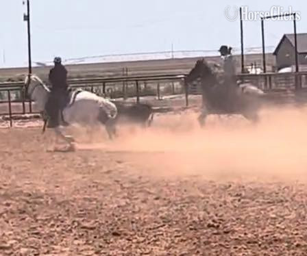 "Steel" Blue Roan Gelding Quarter Horse - Quarter Horse in Texas