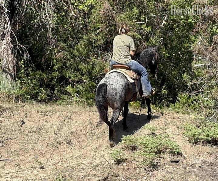 "Steel" Blue Roan Gelding Quarter Horse - Quarter Horse