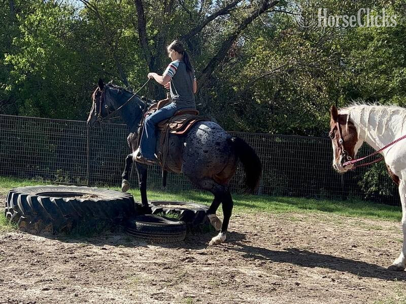 "Steel" Blue Roan Gelding Quarter Horse Texas