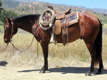 "WHOM THE BELL TOLLS" Bay Gelding Quarter Horse