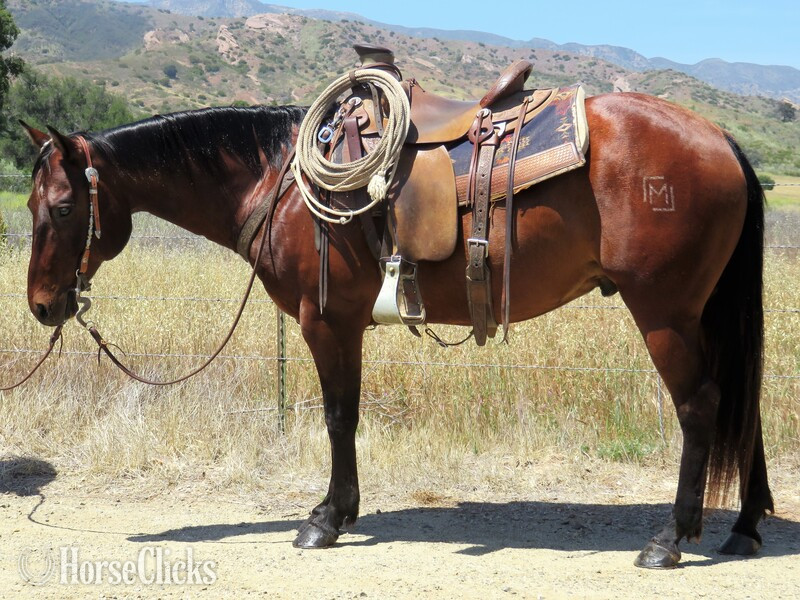 "WHOM THE BELL TOLLS" Bay Gelding Quarter Horse in California