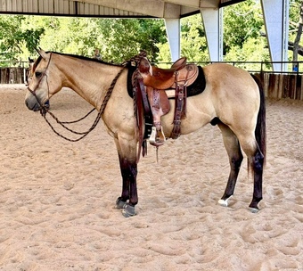 "Swayze" Buckskin Gelding Quarter Horse