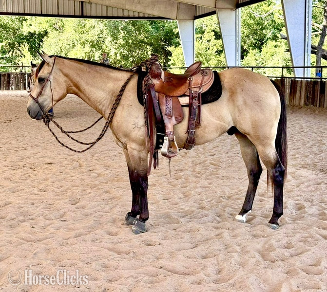 "Swayze" Buckskin Gelding Quarter Horse in Texas
