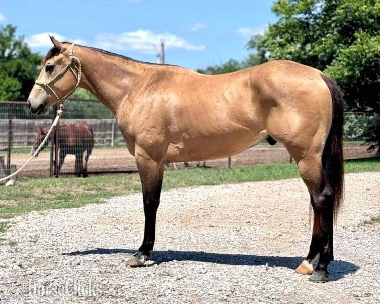 "Swayze" Buckskin Gelding Quarter Horse