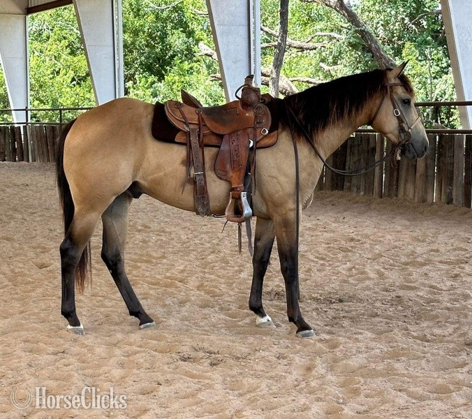 Texas "Swayze" Buckskin Gelding Quarter Horse