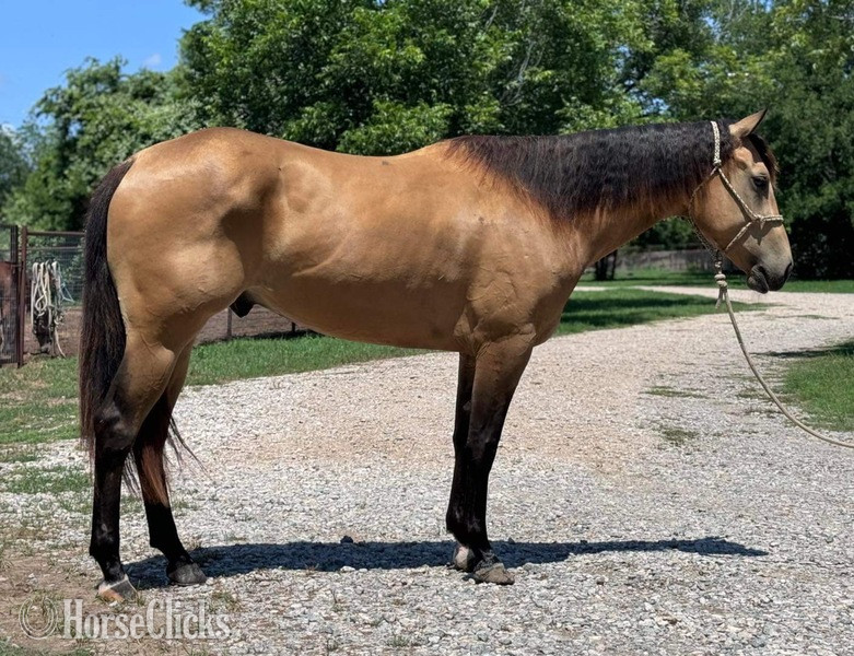 "Swayze" Buckskin Gelding Quarter Horse - Quarter Horse in Texas
