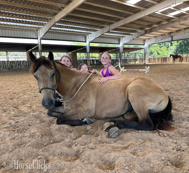 "Swayze" Buckskin Gelding Quarter Horse - Quarter Horse