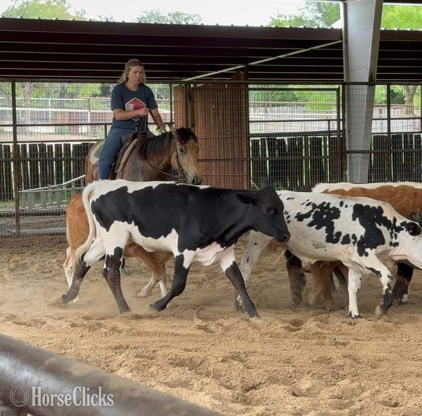 "Swayze" Buckskin Gelding Quarter Horse Texas