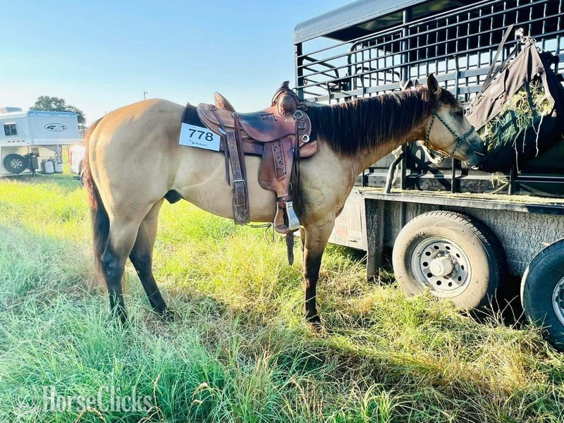 Quarter Horse - "Swayze" Buckskin Gelding Quarter Horse in Texas