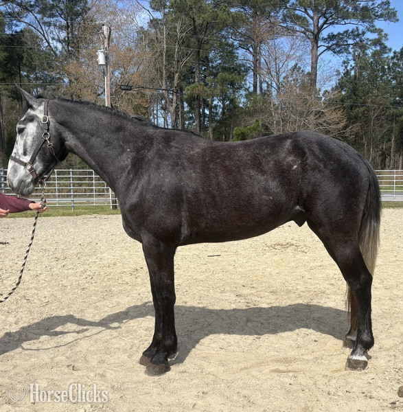 "Catawba" Grey Gelding Draft in North Carolina