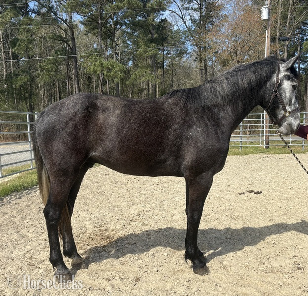 "Catawba" Grey Gelding Draft