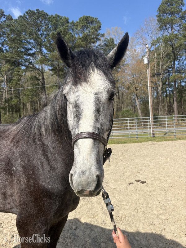 North Carolina "Catawba" Grey Gelding Draft