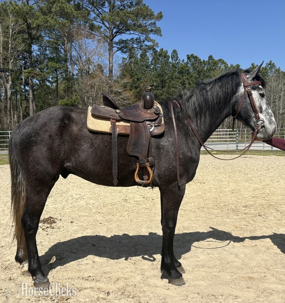 "Catawba" Grey Gelding Draft - Draft in North Carolina