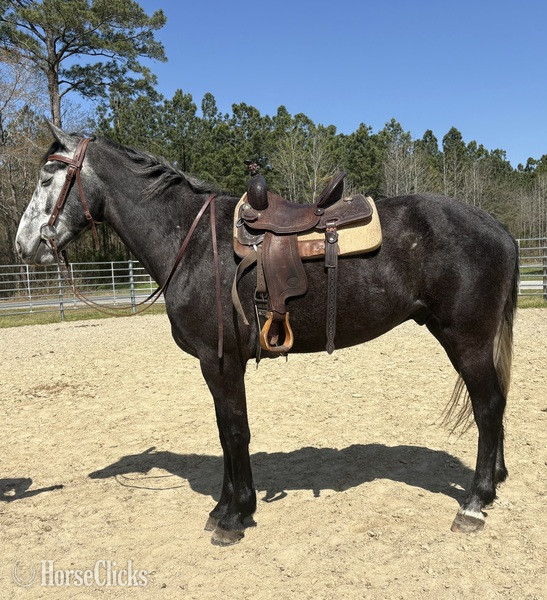 "Catawba" Grey Gelding Draft - Draft