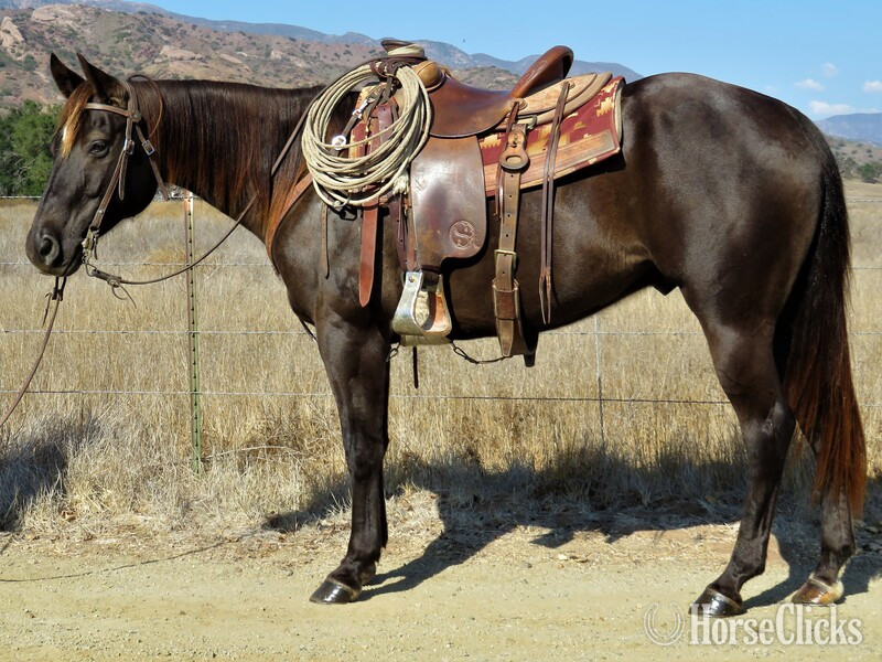 "HR DRY CHANCY TUCK" Brown Gelding Quarter Horse in California