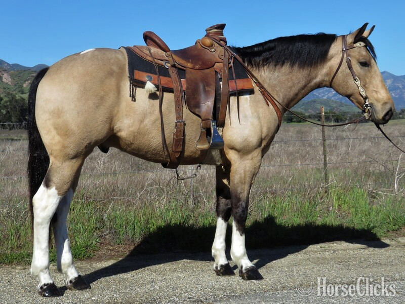"ARGO" Buckskin Gelding Draft in California
