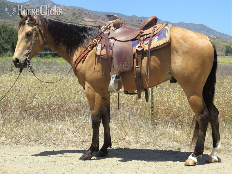 "A DIFFERENT GOLD" Buckskin Gelding Quarter Horse in California