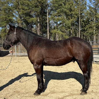 "Black" Black Gelding Draft