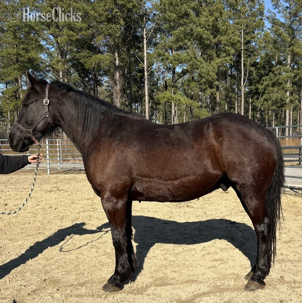 "Black" Black Gelding Draft in North Carolina