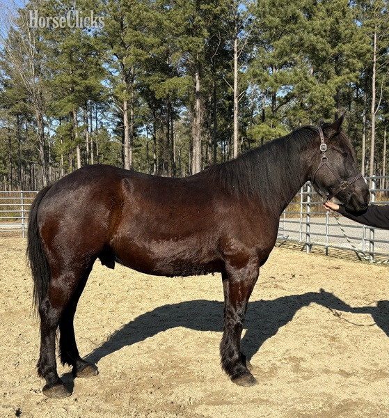 "Black" Black Gelding Draft