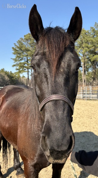 North Carolina "Black" Black Gelding Draft
