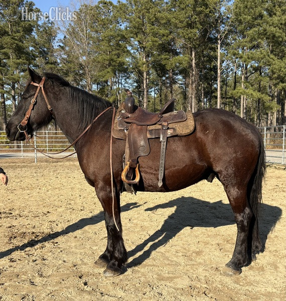 "Black" Black Gelding Draft - Draft in North Carolina