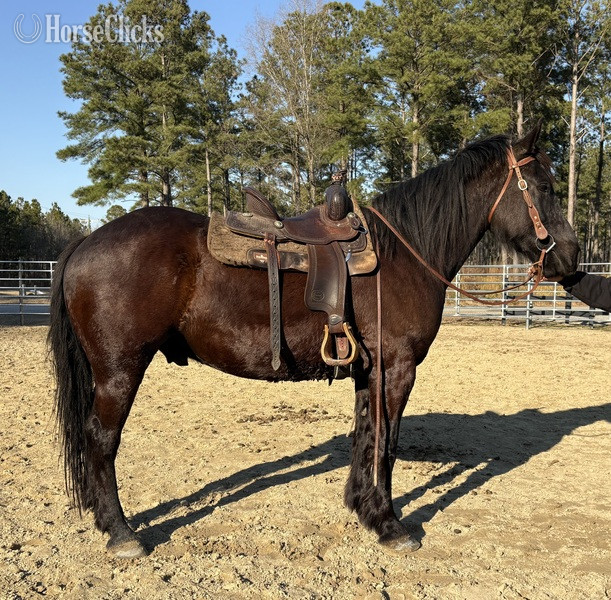 "Black" Black Gelding Draft - Draft