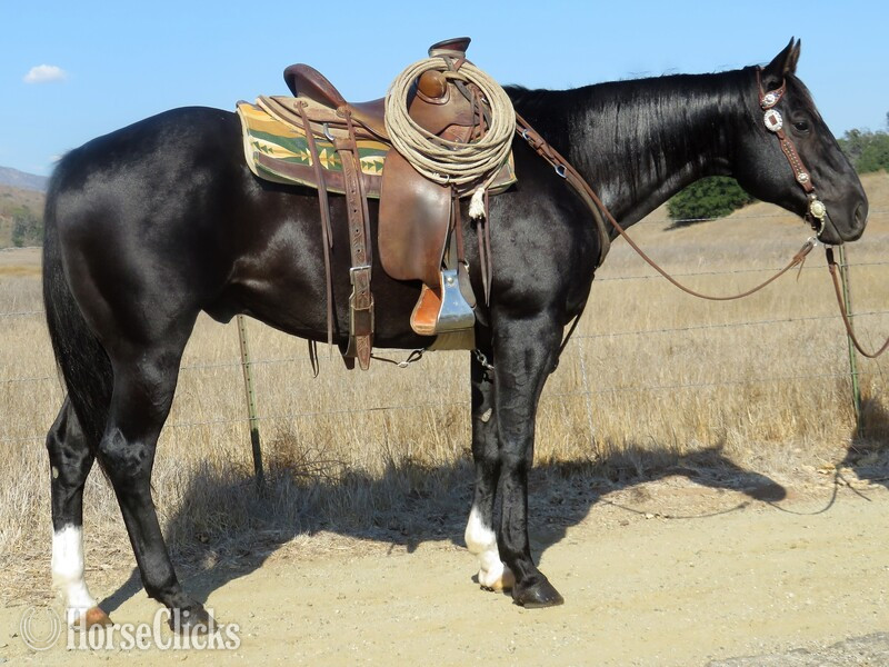 "RILEY BLUE" Black Gelding Quarter Horse in California