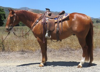 "COLONEL NATEHOTRODDER" Sorrel Gelding Quarter Horse