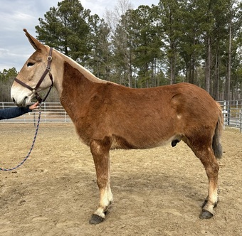 "Sorrel" Sorrel Gelding Mule